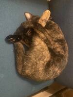 Saka Klump Saka Klump