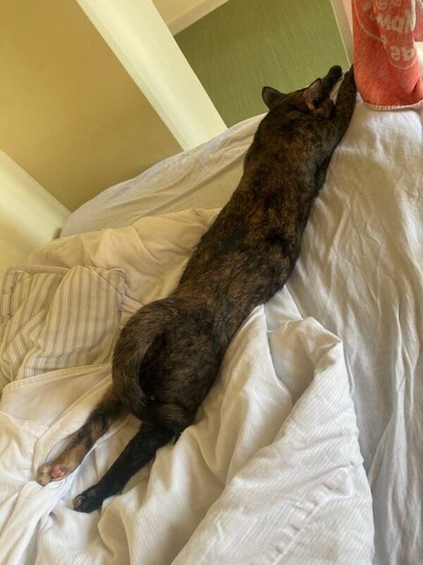 Katt - Saka Klump Katt - Saka Klump