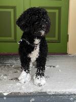 Spansk vattenhund Spansk vattenhund