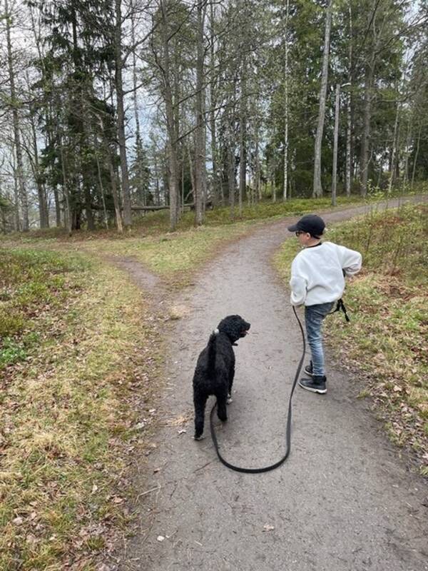 Hund - Spansk vattenhund