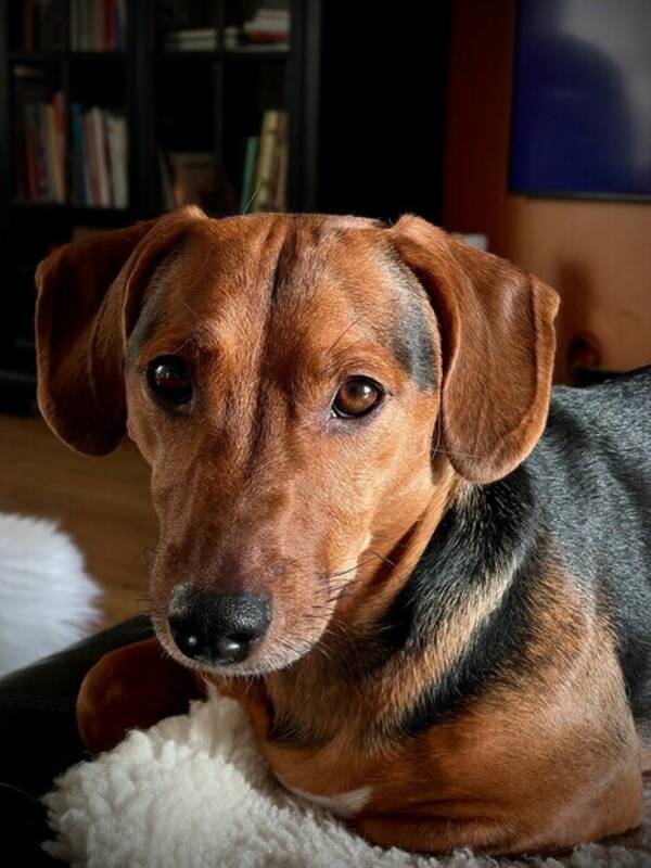 Hund -  Harry (boy!) -  Jack russell / tax.