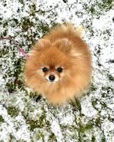 Pomeranian Pomeranian