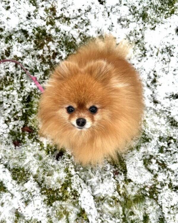 Hund - Pomeranian 