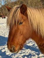Nordlandshest Brage Nordlandshest Brage