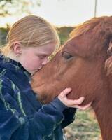 Nordlandshest Karla Nordlandshest Karla