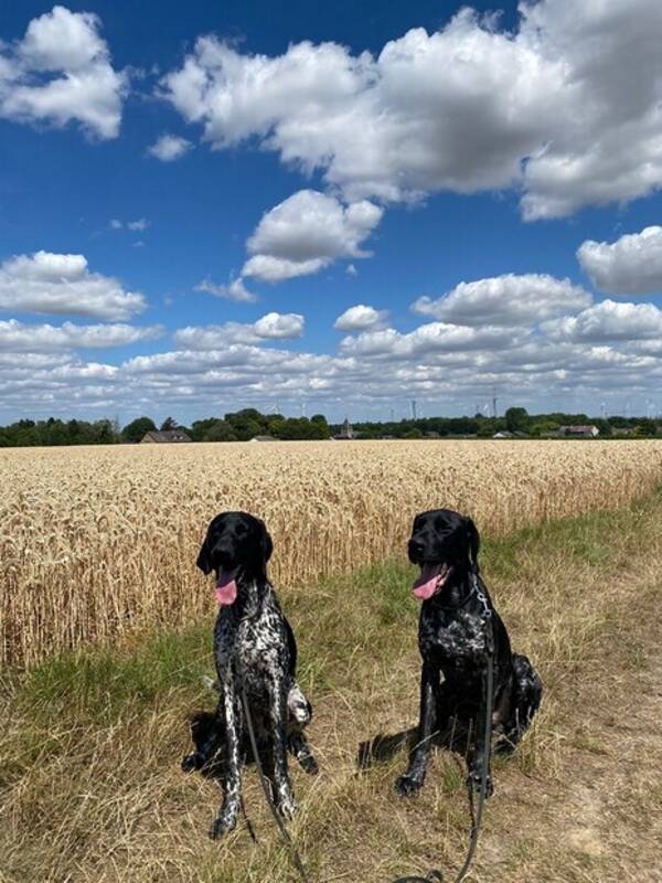 Hund - Vorsteh Hund - Vorsteh