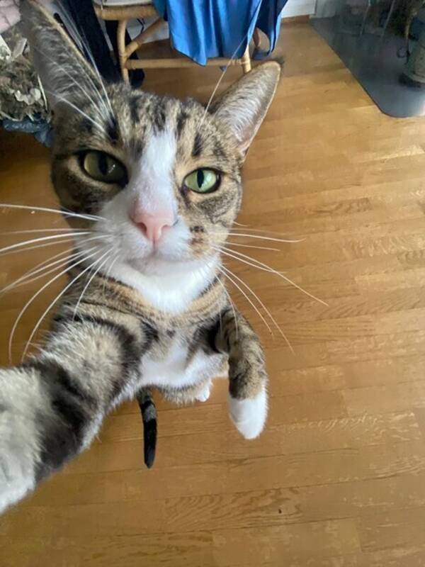 Katt - Norsk huskatt Katt - Norsk huskatt