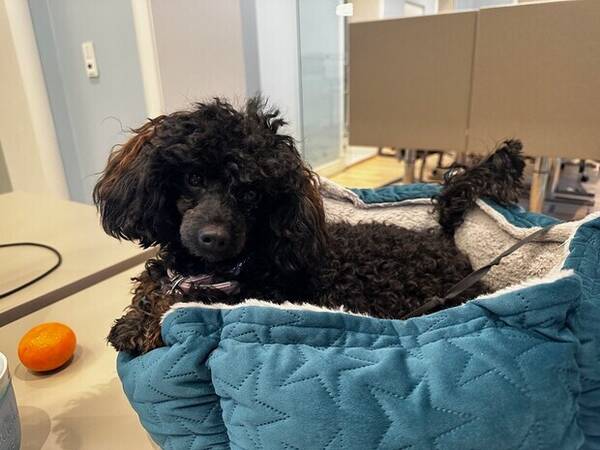 Hund - Sophie Hund - Sophie