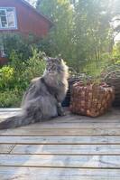 Main Coone Main Coone