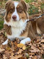 Saga - Australian Shepherd 