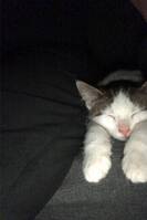 Kattungen Musse Kattungen Musse