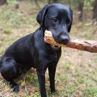 Labradoren Alba