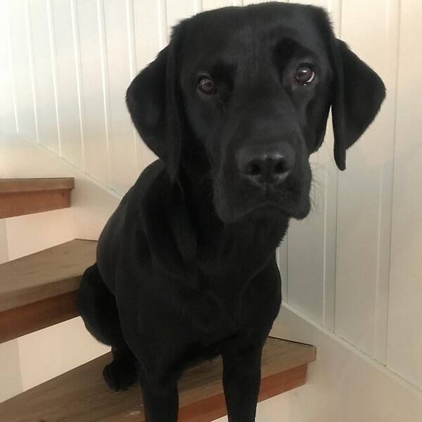 Hund - Labradoren Alba