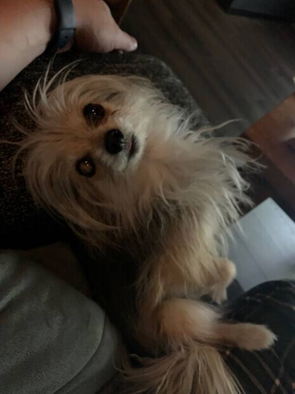 Hund - Meya  Hund - Meya