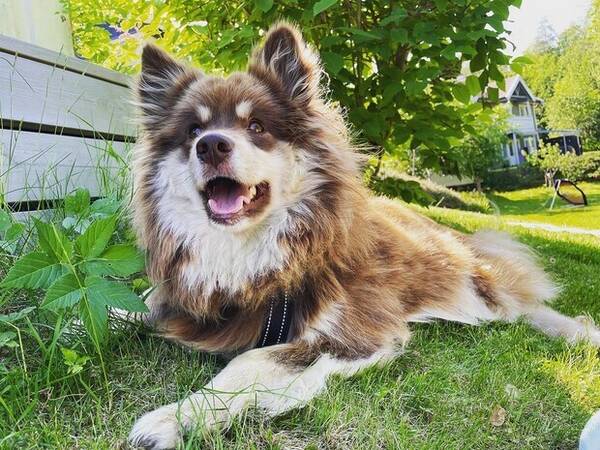 Hund - Lappejente Izzy Hund - Lappejente Izzy