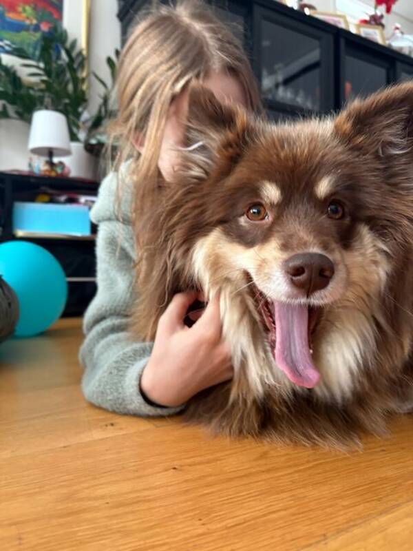 Hund - Lappejente Izzy Hund - Lappejente Izzy