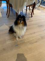 Shetland sheepdog 