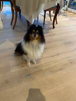 Shetland sheepdog  Shetland sheepdog