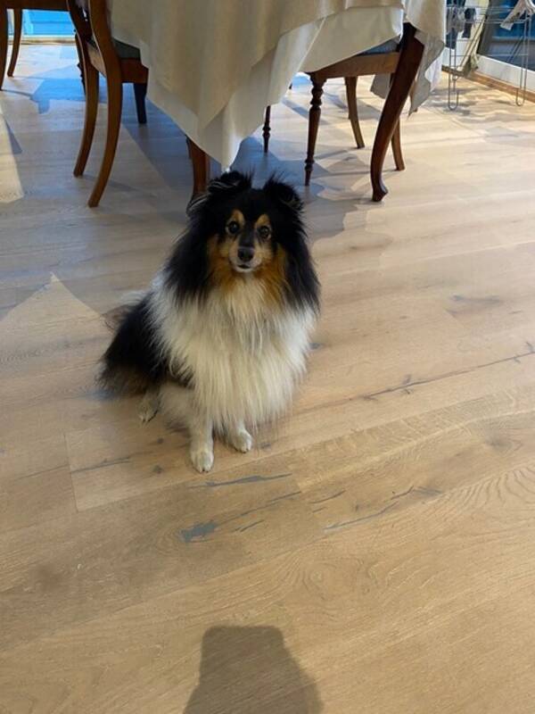 Hund - Shetland sheepdog 