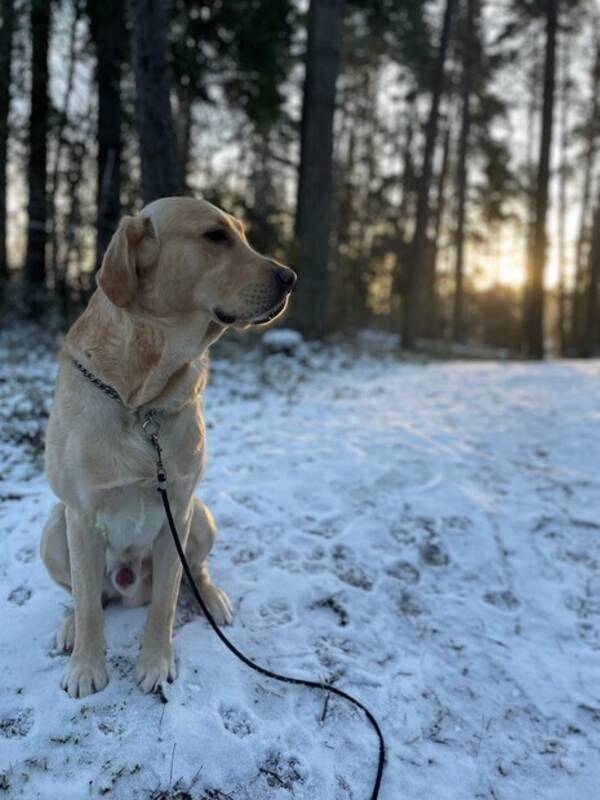 Hund - Golden retriver 