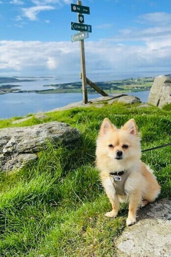 Hund - Pomchi 