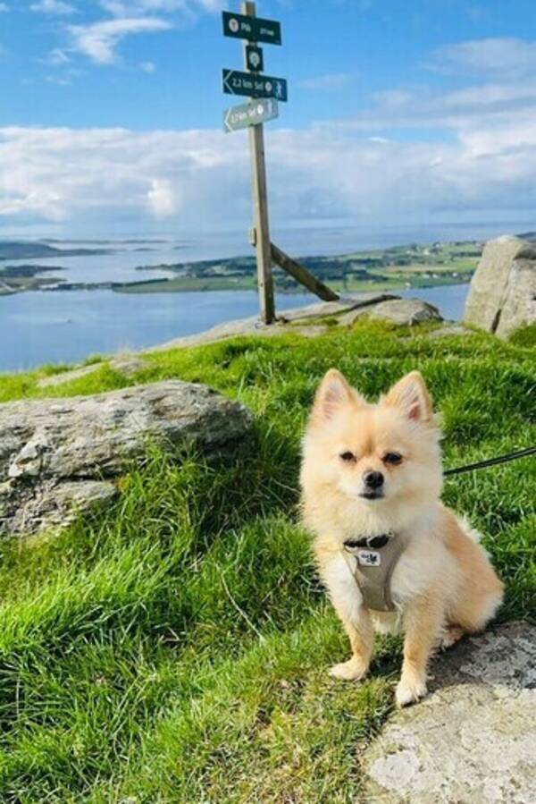 Hund - Pomchi  Hund - Pomchi