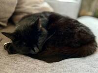 Bondkatten Valderman Bondkatten Valderman