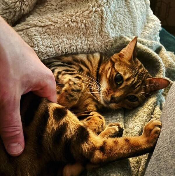 Katt - Bengal