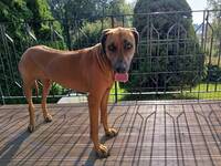 Rodeshian ridgeback 