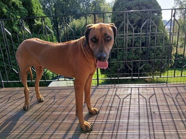 Hund - Rodeshian ridgeback 