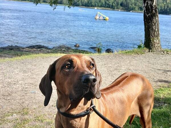 Hund - Rodeshian ridgeback 