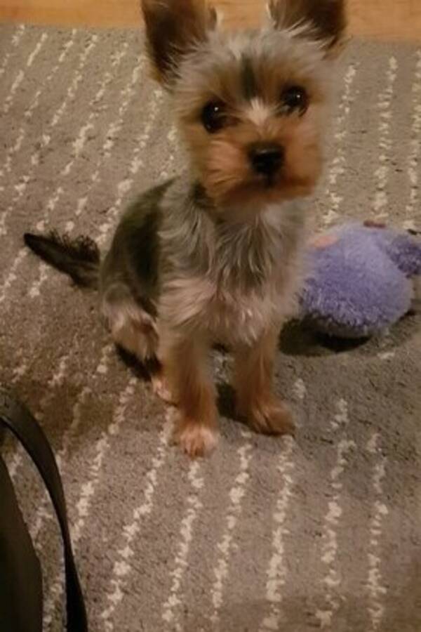 Hund - Mini yorkshire terrier  Hund - Mini yorkshire terrier