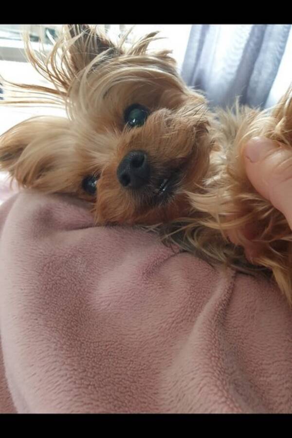 Hund - Mini yorkshire terrier  Hund - Mini yorkshire terrier