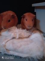 Två marsvin Två marsvin