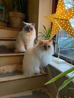 Katterna Elsa och Hassan. Katterna Elsa och Hassan.