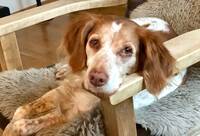 Breton Tyra Breton Tyra