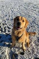 Golden Retriever Gregers Golden Retriever Gregers