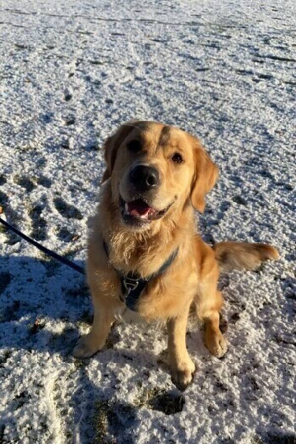 Hund - Golden Retriever Gregers