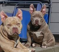 American bully American bully