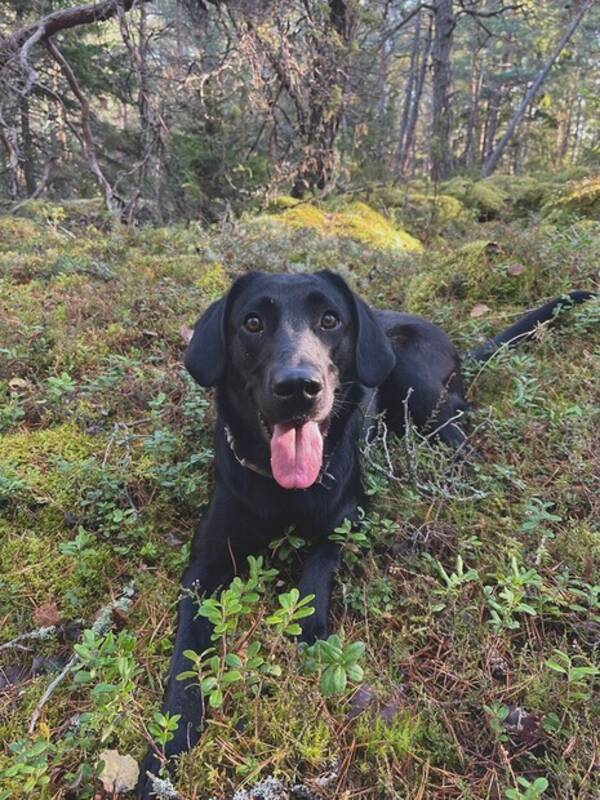 Hund - Jaktlabrador 