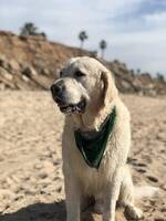 Hunden Pelle Hunden Pelle