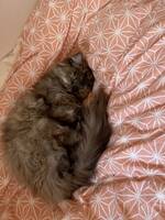 Ragdoll, persisk och heligbirma, Zoe Ragdoll, persisk och heligbirma, Zoe