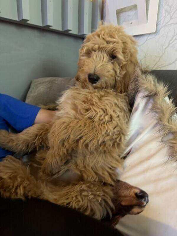 Hund - Goldendoodle 