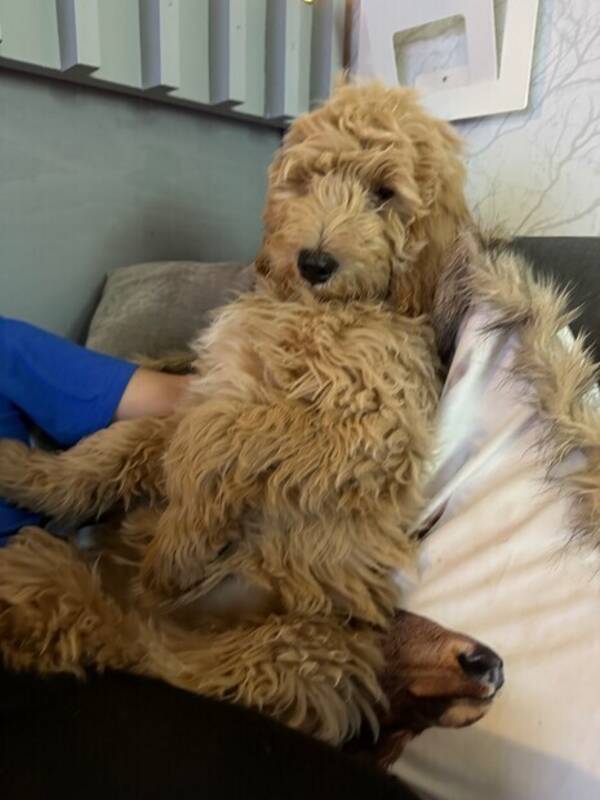 Hund - Goldendoodle  Hund - Goldendoodle