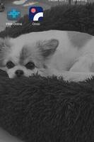 Chihuahua Nemo Chihuahua Nemo