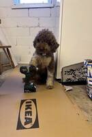 Lagotton Nisse Lagotton Nisse