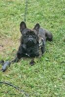 franska bulldoggen Bosse franska bulldoggen Bosse