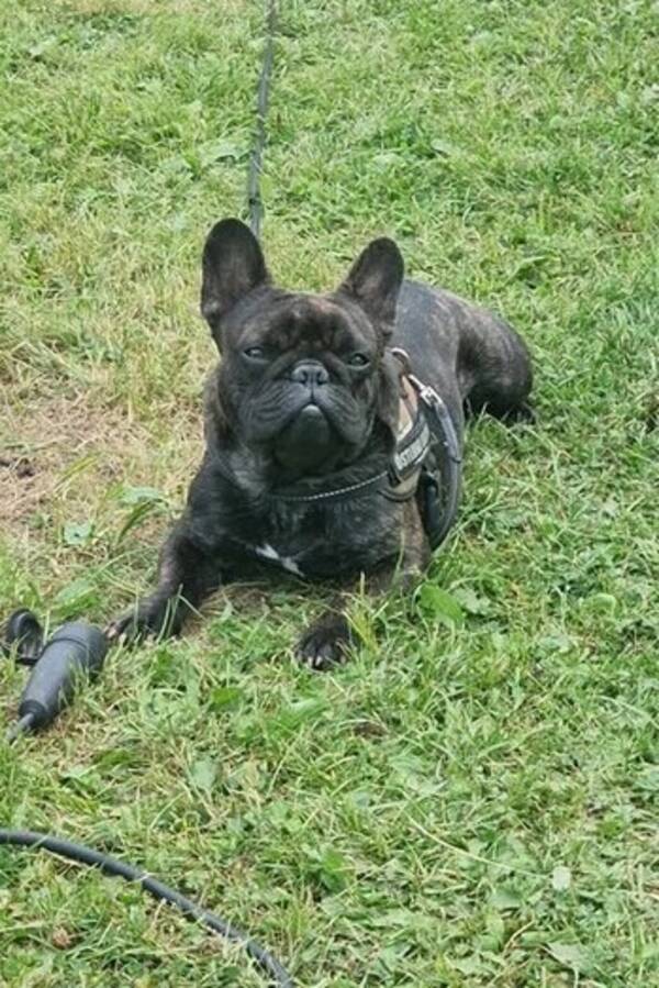 Hund - franska bulldoggen Bosse