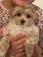 Maltipoo Lilly