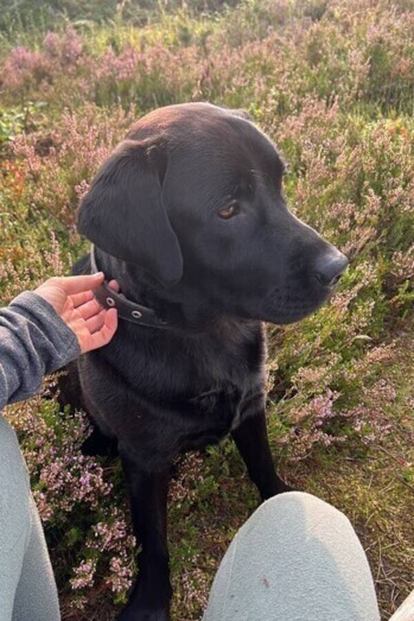 Hund - Labrador 